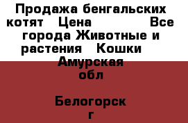 Продажа бенгальских котят › Цена ­ 20 000 - Все города Животные и растения » Кошки   . Амурская обл.,Белогорск г.